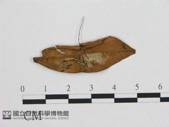 小皮傘屬藏品圖，第1張