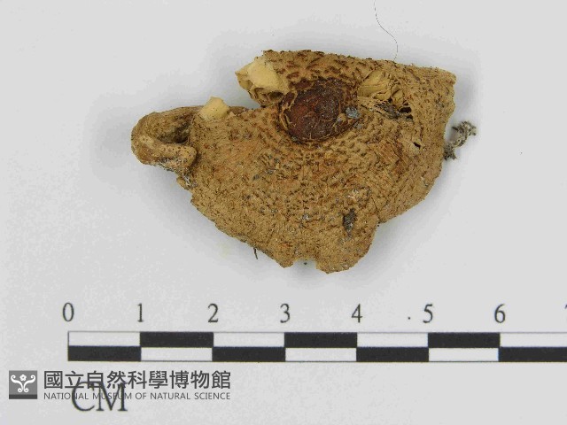 登錄號:F0014368藏品圖，第1張