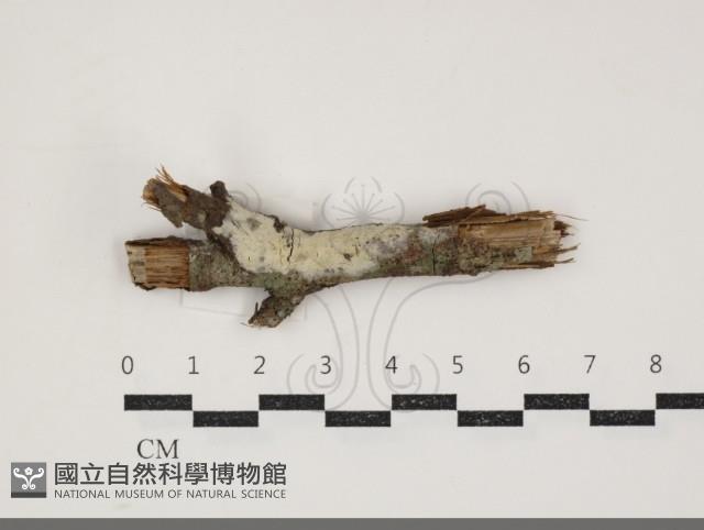 登錄號:F0034368藏品圖，第1張