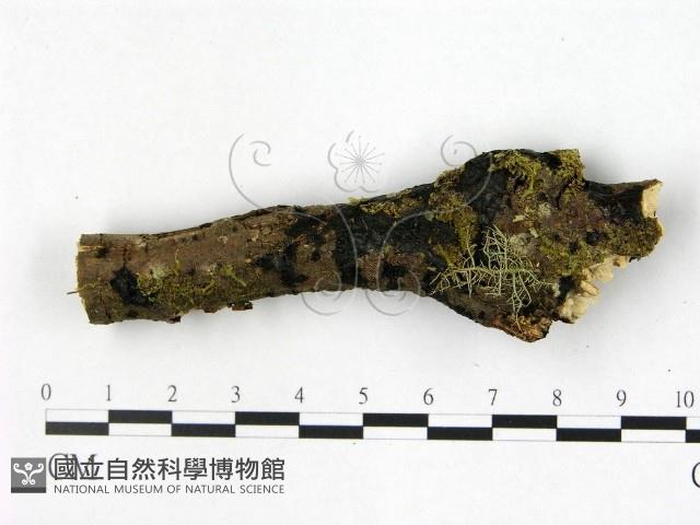 登錄號:F0022368藏品圖，第1張