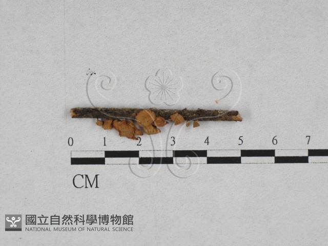 登錄號:F0002368藏品圖，第1張