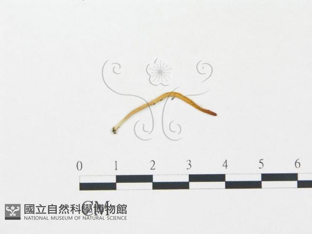 登錄號:F0012368藏品圖，第1張