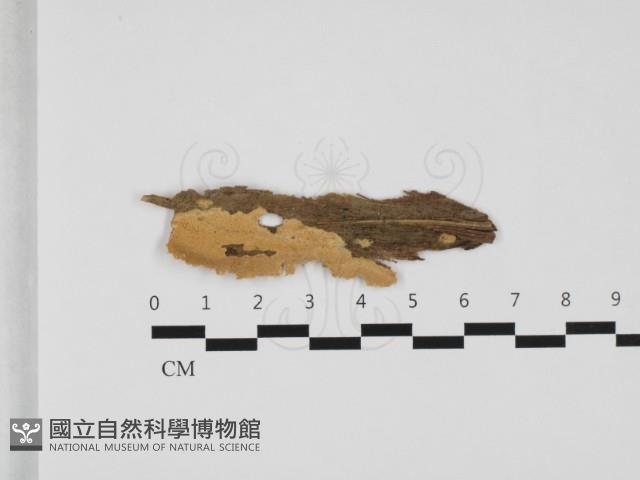 登錄號:F0032368藏品圖，第1張