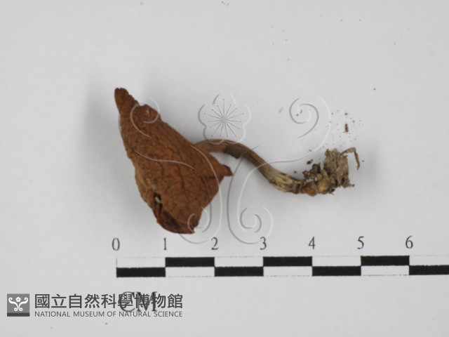 登錄號:F0027368藏品圖，第1張