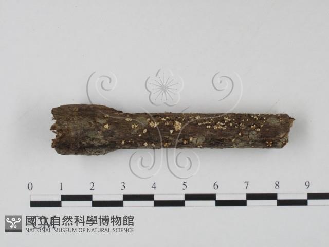 登錄號:F0007368藏品圖，第1張