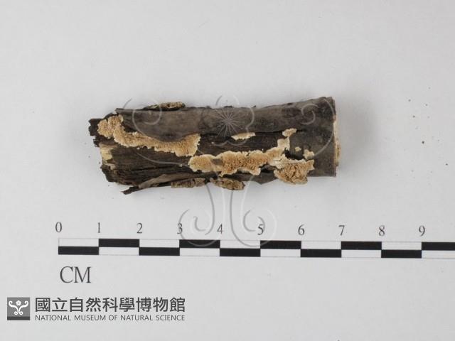 齒耳菌屬藏品圖，第1張
