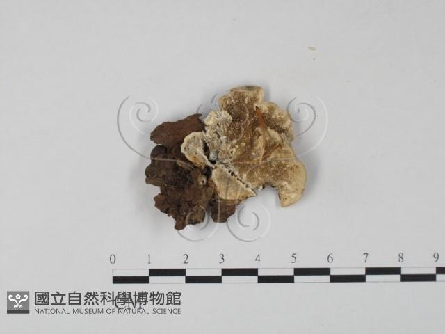 雲芝藏品圖，第1張
