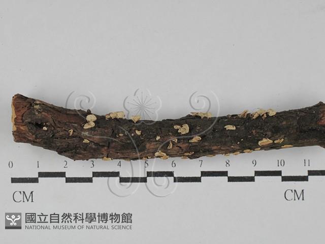 登錄號:F0029368藏品圖，第1張