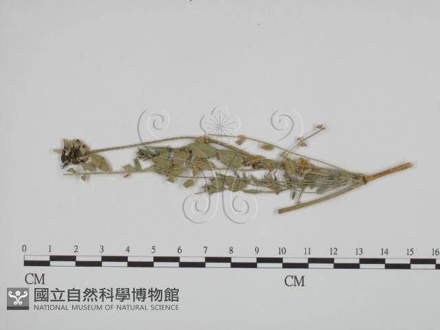 登錄號:F0019368藏品圖，第1張
