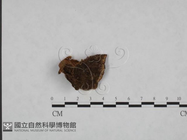 登錄號:F0023368藏品圖，第1張