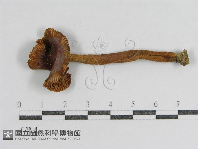 登錄號:F0003368藏品圖，第1張