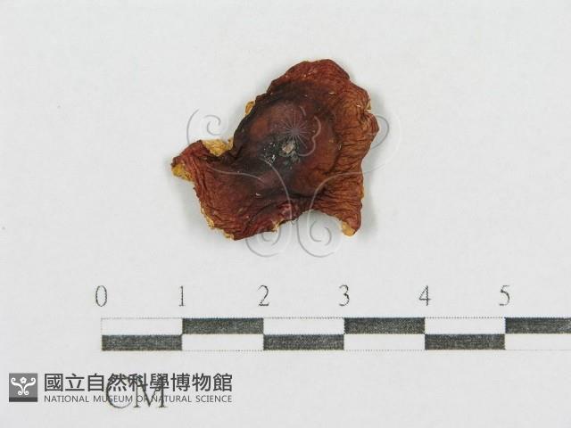 紅菇屬藏品圖，第1張