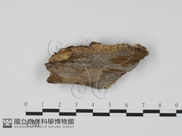 登錄號:F0010228藏品圖，第1張