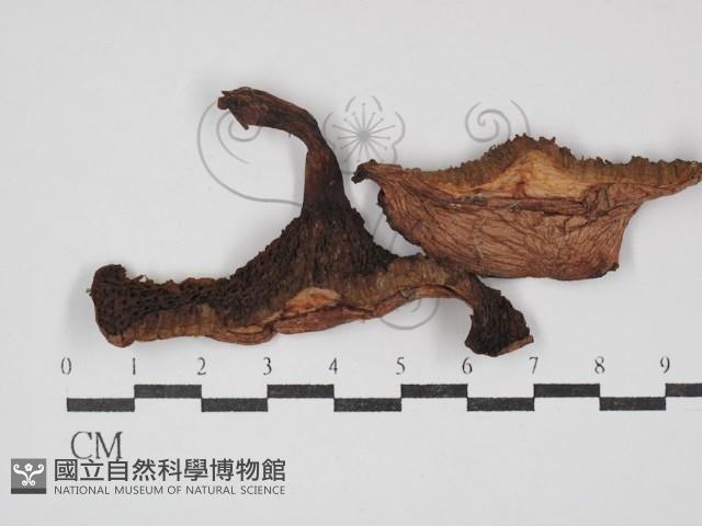 登錄號:F0030228藏品圖，第1張