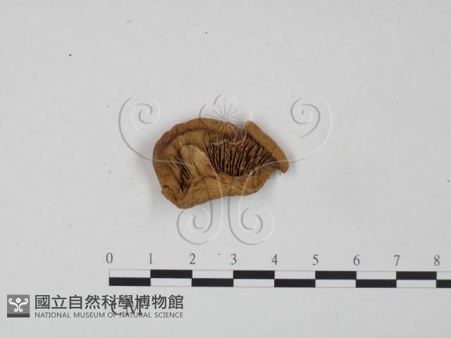 登錄號:F0016228藏品圖，第1張