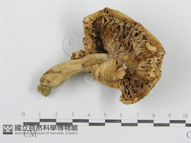紅菇屬藏品圖，第1張