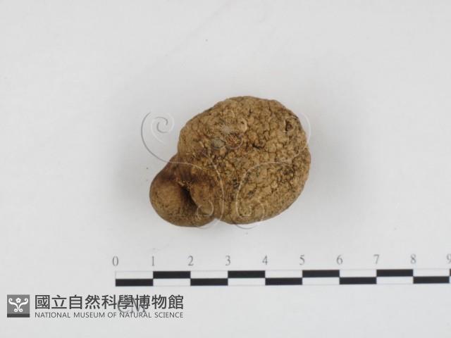 登錄號:F0024228藏品圖，第1張