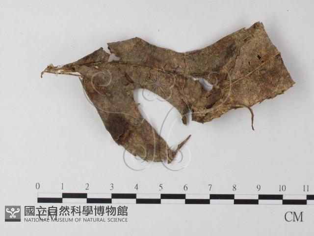 小菇屬藏品圖，第1張