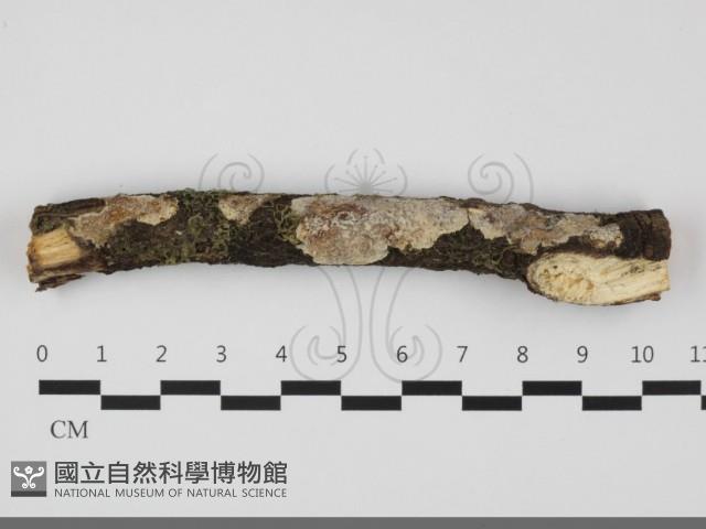 登錄號:F0032228藏品圖，第1張