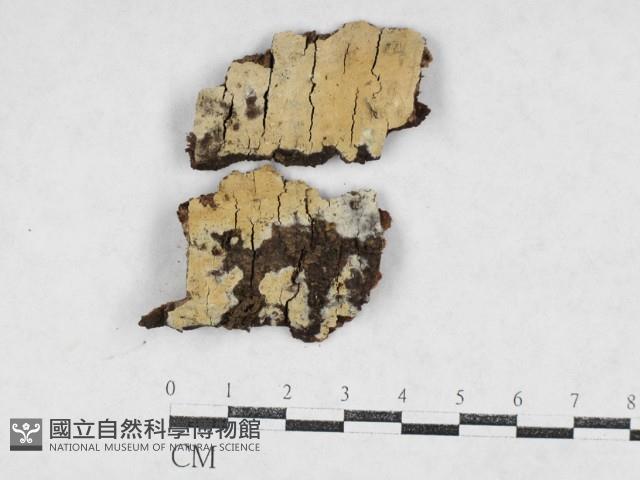 絲齒菌屬藏品圖，第1張