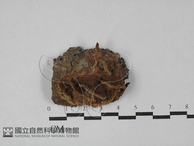 木層孔菌屬藏品圖，第1張