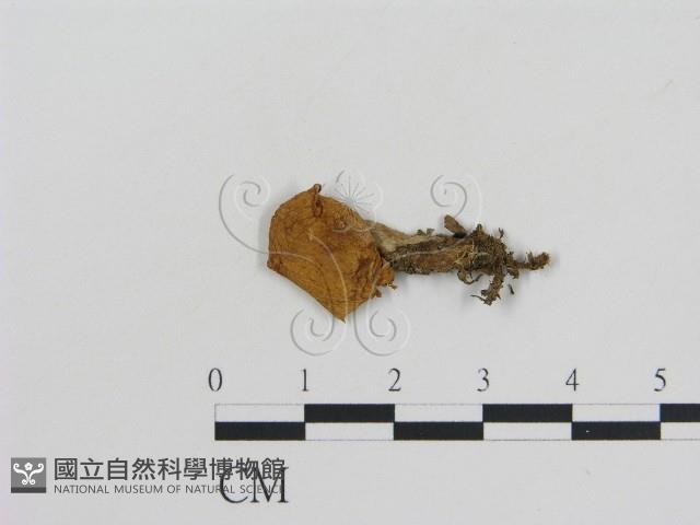 登錄號:F0013228藏品圖，第1張