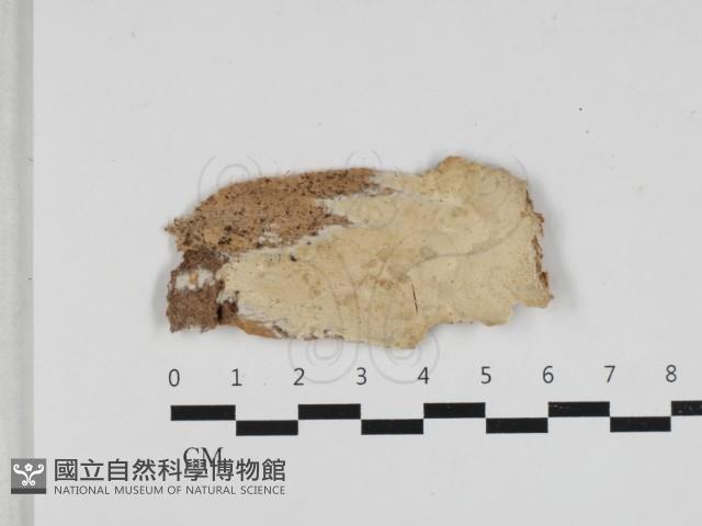 登錄號:F0033228藏品圖，第1張