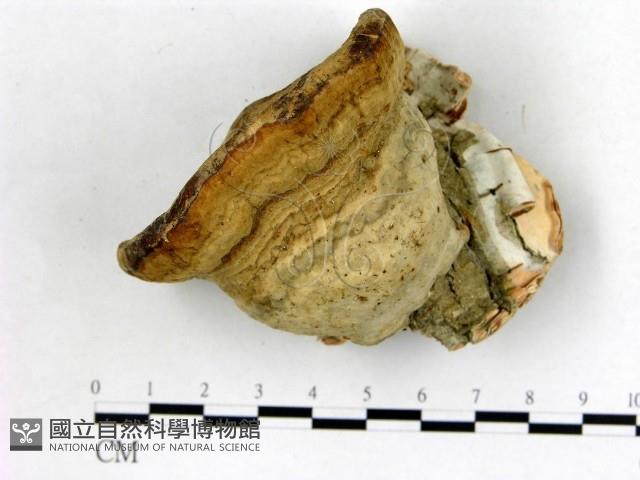 登錄號:F0018828藏品圖，第1張