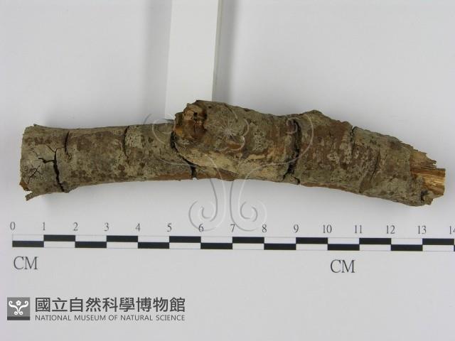 刺革菌屬藏品圖，第1張