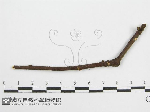微皮傘屬藏品圖，第1張