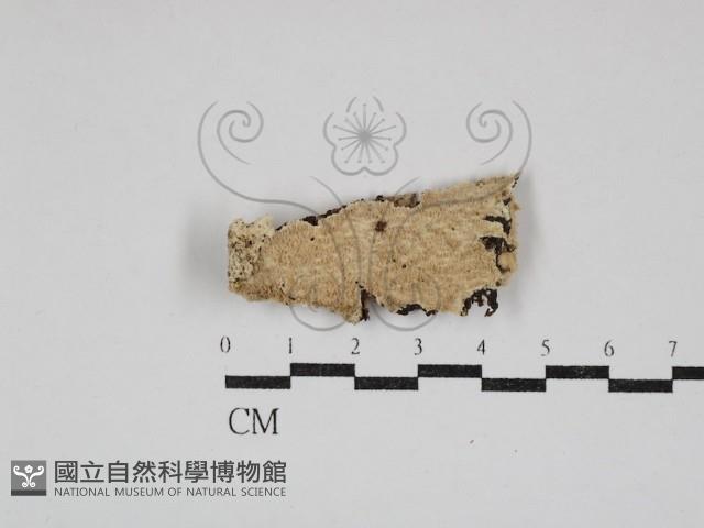 齒耳菌屬藏品圖，第1張