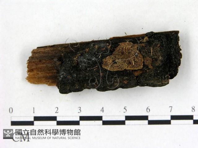 登錄號:F0006828藏品圖，第1張