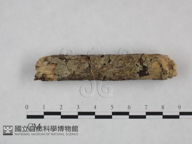 剛毛絲皮菌藏品圖，第1張