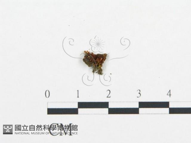 杯傘屬藏品圖，第1張