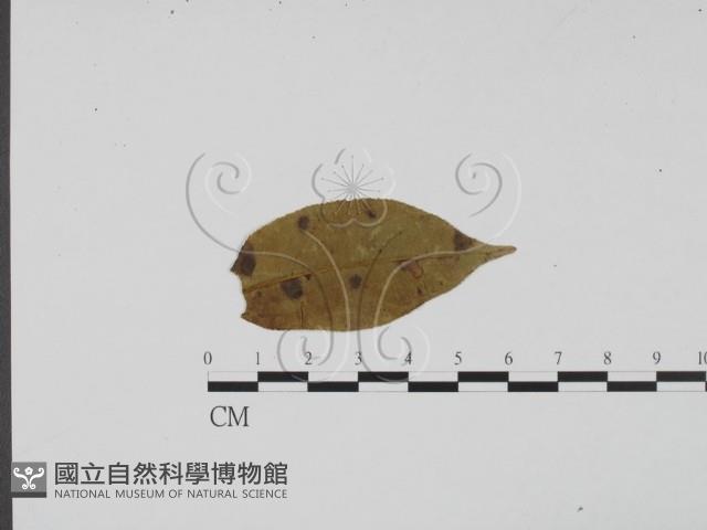 登錄號:F0011828藏品圖，第1張