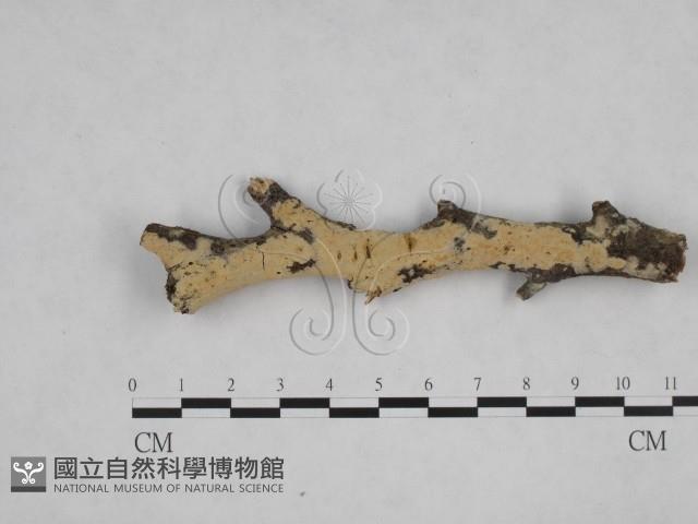 絲齒菌屬藏品圖，第1張