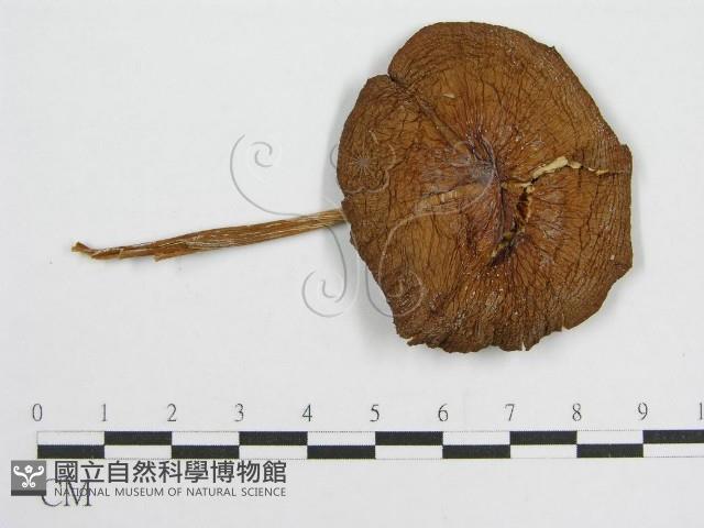 登錄號:F0004828藏品圖，第1張