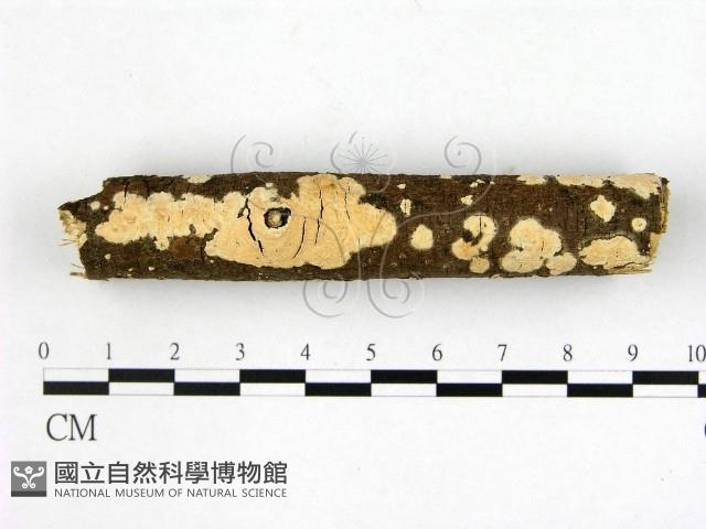 登錄號:F0014828藏品圖，第1張