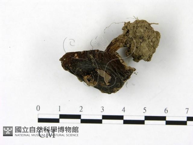 登錄號:F0022828藏品圖，第1張
