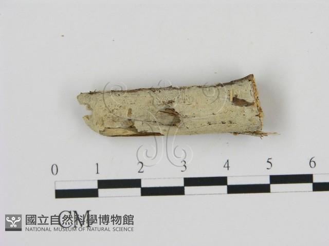 剛毛絲皮菌藏品圖，第1張