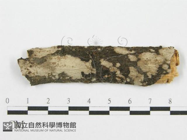 筍殼菌屬藏品圖，第1張