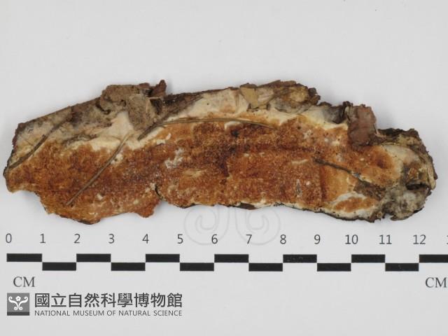 登錄號:F0032828藏品圖，第1張