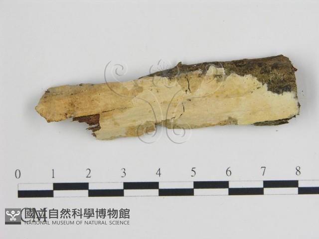 登錄號:F0007828藏品圖，第1張