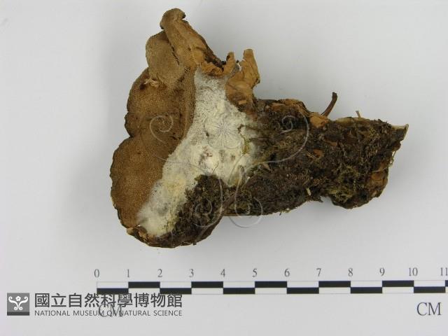 登錄號:F0005828藏品圖，第1張