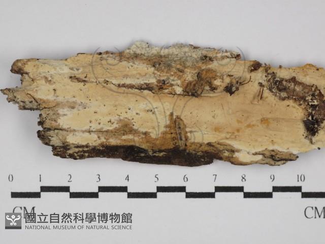 登錄號:F0029828藏品圖，第1張