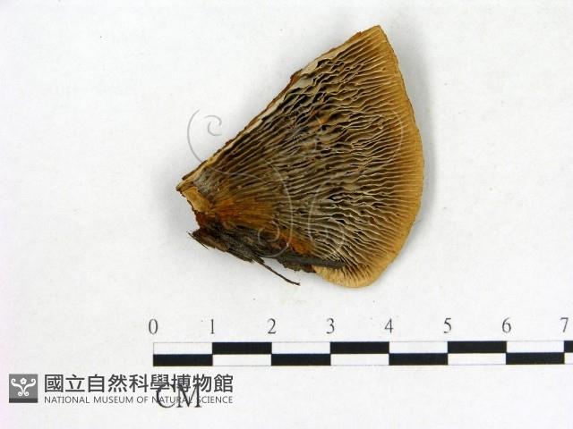 館號:F0019828藏品圖，第1張