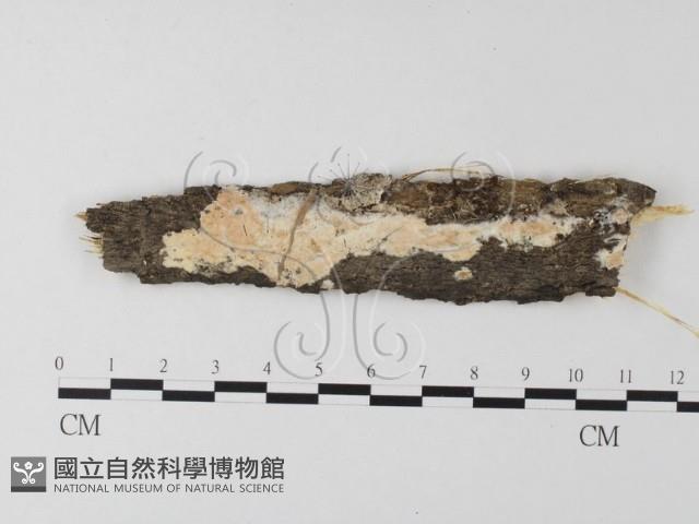 登錄號:F0023828藏品圖，第1張