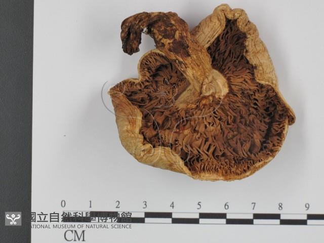 登錄號:F0003828藏品圖，第1張