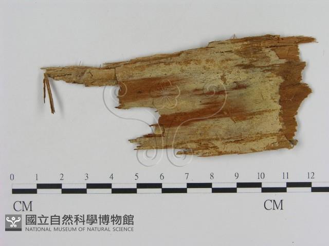 登錄號:F0013828藏品圖，第1張