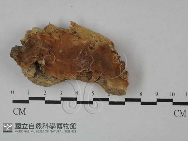 硬孔菌屬藏品圖，第1張